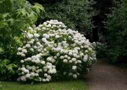 Hydrangea macrophylla Soeur Therese / Kerti hortenzia fehér